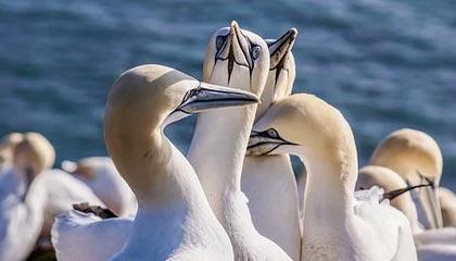 下载开云-男子篮球季后赛战况激烈，冠军悬念持续升温，男篮季后赛2021