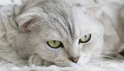 下载开云-男子篮球季后赛战况激烈，冠军悬念持续升温，男篮季后赛2021